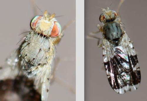 Tephritis formosa